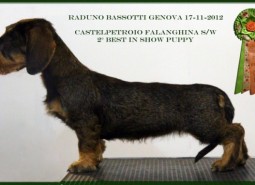 17/11/2012 Raduno Bassotti ABC Genova