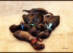 Sono nati i cuccioli “CASTELPETROIO G “