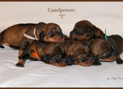 New litter…puppies are born !