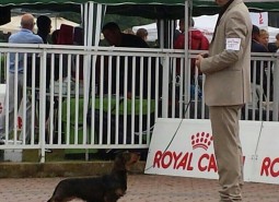 31-1/06/2014  news from dog shows