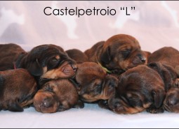 22/06/2014 CASTELPETROIO “L” LITTER, puppies were born