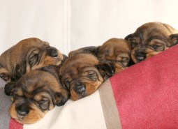 puppies, 2 weeks
