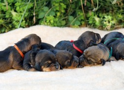 Puppies are born   “CASTELPETROIO N”
