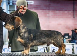 6/1/2017 IDS Modena special dacshund